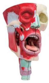 鼻、口、咽喉腔分解模型